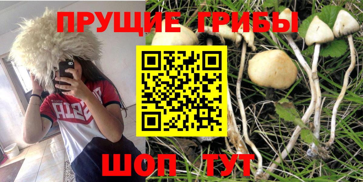 Псилоцибиновые грибы Cubensis Чистополь